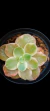 Echeveria Suyon Variegata P09 - comprar online