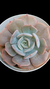 Echeveria Polux P09 - comprar online
