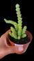 Crassula Marneriana P09 - comprar online