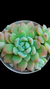 Echeveria Aurora Blue (Dupla ou Muda) P09 - comprar online