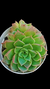 Echeveria Thunder Rose (Dupla ou Mudas) P09 - comprar online