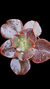 Echeveria Gibbiflora Roseo Grandis P09 - comprar online