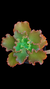 Gibbiflora Alcina (Sai Carunculas) P15 - comprar online