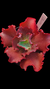 Echeveria Gibbiflora OLIVER P15 - comprar online