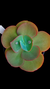 Gibbiflora S.FIERCE P15 (Emite Carunculas) - comprar online