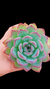 Echeveria Mistic Ice P09 na internet