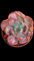Echeveria Beyoncé Variegata P09 - comprar online