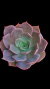 Echeveria Purple Color P09 - comprar online
