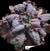 Echeveria Gibbiflora Thanos P15 (Emite carunculas) - Maria Rita Suculentas