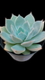 Echeveria Glorious P09 - comprar online