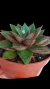 Echeveria Monocerotis P09 - comprar online