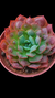 Echeveria Parva X Raindrops P09 - comprar online