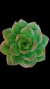 Echeveria Chandon P09 - comprar online