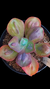Gibbiflora Lilac Snow P15 - comprar online