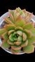 Echeveria Mira (Dupla ou Muda) P09 - comprar online