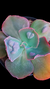 Echeveria Gibbiflora DRAGONAS P15 - comprar online