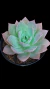 Echev Blue Lotus P09 - comprar online