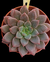 Echeveria Hermes P09 na internet