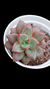 Echev Araluen Gem P09 - comprar online