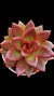 Graptoveria Abundant Rose P09 - comprar online