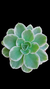 Echev Lemon Lime Variegata P09 na internet