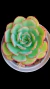 Agavoides Pomadela P09 - comprar online
