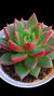 Agavoides Scopion P09 - comprar online