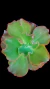 Gibbiflora Lorelay (Sai Carunculas)P15 - comprar online