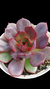 Echeveria BLACK TAM P09 na internet