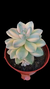 Graptopetallum Victor kane Variegata P09 - comprar online