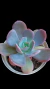 Echeveria Sweet Moon P09 na internet