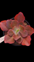 Echeveria Gibbiflora Delphynus P15 - comprar online
