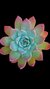 Echeveria Colorata Branditii P09 - comprar online