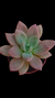 Pachyveria Rose Crown P09 - comprar online