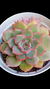 Echeveria Mexensis (Dupla ou Muda) P09 na internet