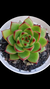 Agavoides Moonstone P09 - comprar online