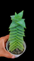 Crassula Perforata Penhoek Pass P09 - (cópia) - Maria Rita Suculentas
