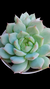 Echeveria Elation (Dupla) P09 na internet