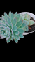 Echeveria Boil Rose (Importada Espanha) P09