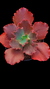 Echeveria Gibbiflora BLACK PEARL (SAI CARUNCULAS) P15 na internet