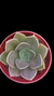 Echeveria Concrete Jungle P09 (OCRE) na internet