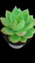 Echeveria Aksu P09 - comprar online