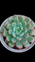 Echeveria Snow Peach P09 - comprar online