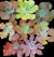KIT A8 Único GIBBIFLORAS (GRANDE PORTE) P12 - comprar online