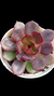 Echeveria BLACK TAM P09 - Maria Rita Suculentas