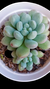 Echeveria Blue Feather (Dupla ou com muda) P09 - Maria Rita Suculentas