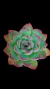 Echeveria Mistic Ice P09 - comprar online