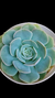 Echeveria Rutha P09 - comprar online