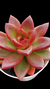 Graptoveria Abundant Rose P09 na internet