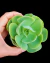 Echeveria Momoca P09 - comprar online